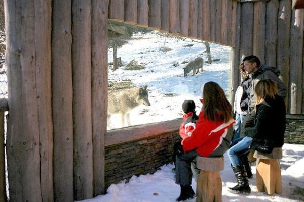 Pour-hurler-avec-les-loups-le-Parc-Animalier-des-Pyrenees-Ayzac-Ost