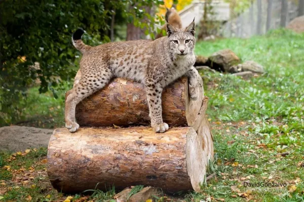 parc-animalier-des-pyrenees-1-174855-920-0-F
