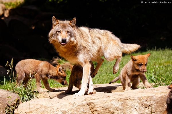 parc-animalier-des-pyrenees-21-02